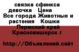 связка сфинкса. девочка › Цена ­ 500 - Все города Животные и растения » Кошки   . Пермский край,Красновишерск г.